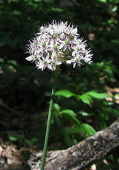 Allium decipiens quercetorum