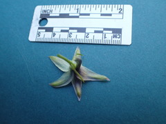 Delphinium trolliifolium