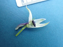 Delphinium trolliifolium