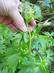 Delphinium trolliifolium