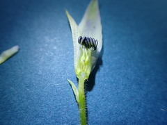 Delphinium trolliifolium