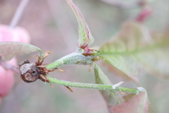 Neuroterus escharensis