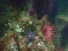 Eudistoma purpuropunctatum