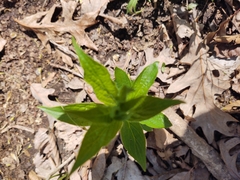 Lithospermum latifolium