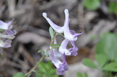 Corydalis caucasica
