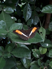 Adelpha plesaure