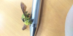 Xylocopa pubescens