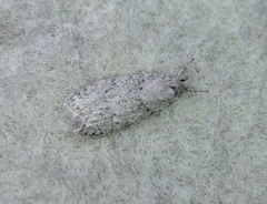 Semioscopis