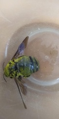 Xylocopa pubescens