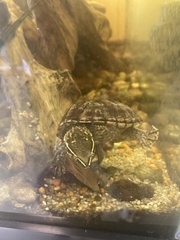 Kinosterninae