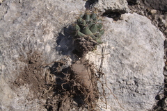 Coryphantha wohlschlageri