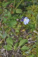 Lobelia nana