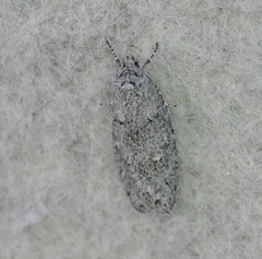 Semioscopis