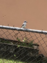 Tyrannus dominicensis