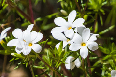 Leptosiphon floribundus