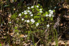 Leptosiphon floribundus