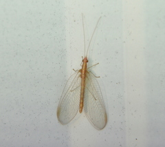 Chrysoperla plorabunda