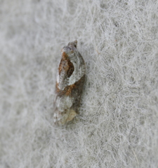 Acleris maculidorsana