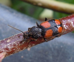 Panagaeus bipustulatus