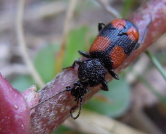 Panagaeus bipustulatus