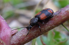 Panagaeus bipustulatus