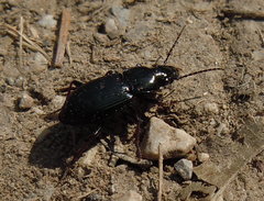 Bothriopterus
