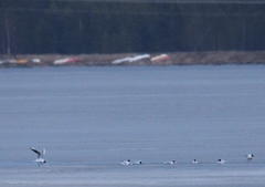 Chroicocephalus ridibundus