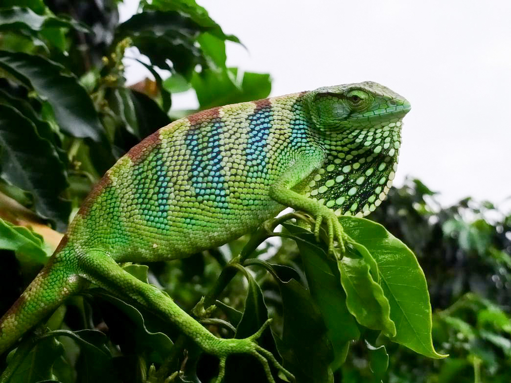 Berthold's Bush Anole