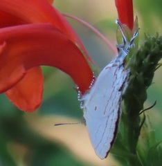 Hypolycaena philippus