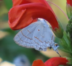 Hypolycaena philippus