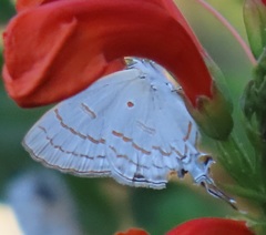 Hypolycaena philippus