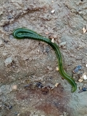 Eulalia clavigera