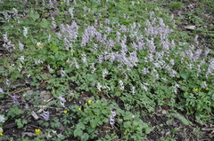 Corydalis caucasica