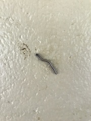 Spirobolellus immigrans