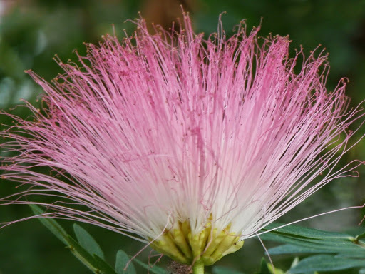 Calliandra surinamensis