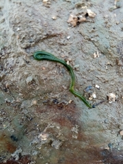 Eulalia clavigera