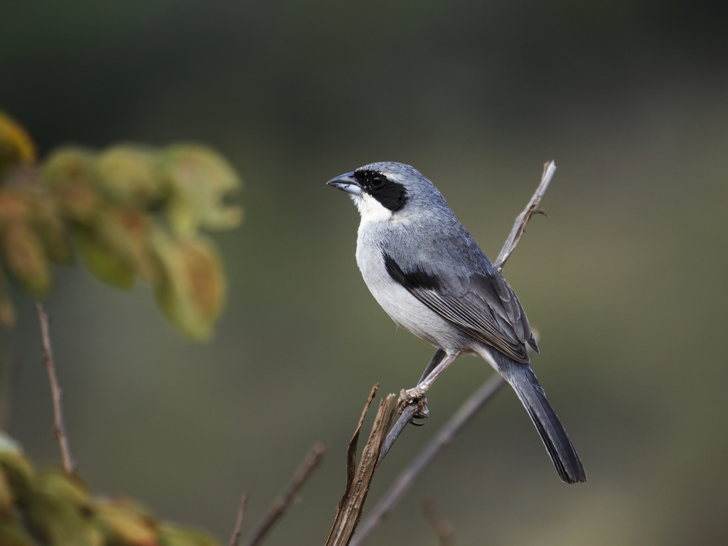 Shrike-Like Tanager
