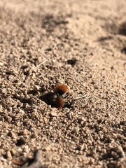 Dasymutilla eminentia