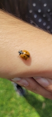 Coccinella septempunctata