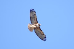 Buteo jamaicensis calurus