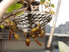 Polistes rothneyi