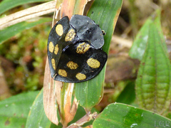 Cyrtonota