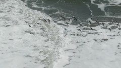 Arenaria melanocephala