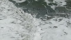 Arenaria melanocephala