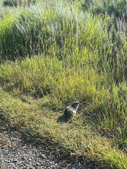 Marmota flaviventris