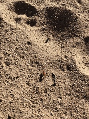 Dasymutilla eminentia