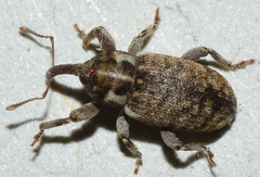 Pachytychius haematocephalus