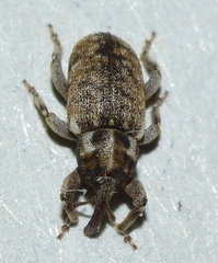 Pachytychius haematocephalus