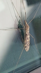 Tipula rufina