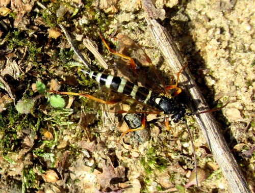 Banchus falcatorius